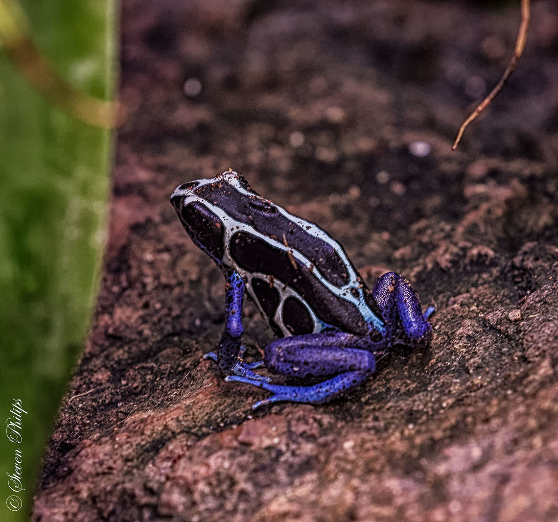 Blue Poison Arrow Frog Unspecified Poison Frog from either Africa or Central America from the Tucson Botanical Gardens 2014 Blue Poison Arrow Frog,Dendrobates azureus,Dendrobates tinctorius "azureus"