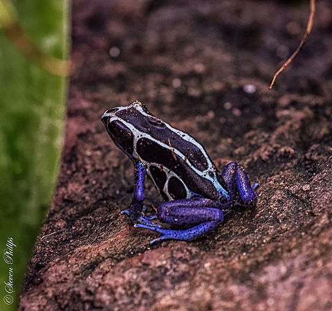 Blue Poison Arrow Frog Unspecified Poison Frog from either Africa or Central America from the Tucson Botanical Gardens 2014 Blue Poison Arrow Frog,Dendrobates azureus,Dendrobates tinctorius "azureus"
