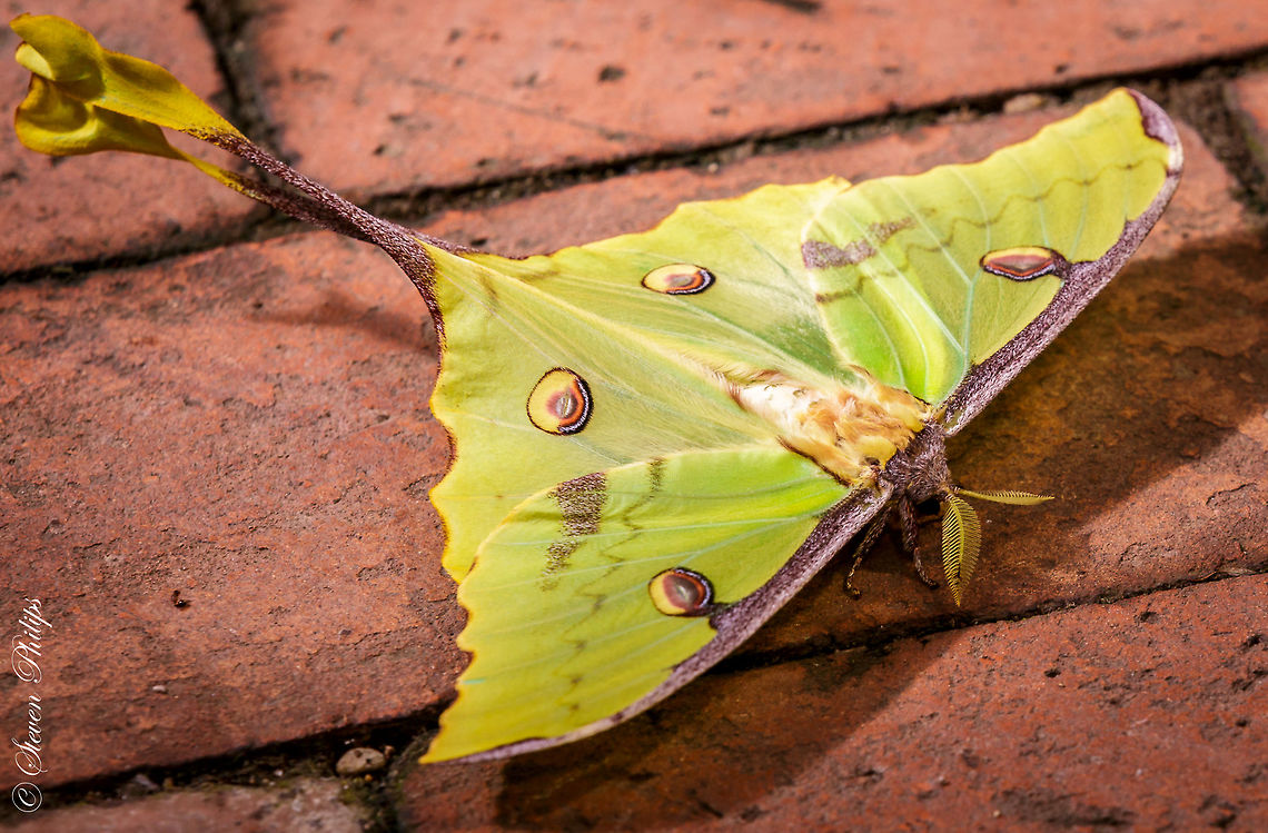 African Moon Moth Taken at the Tucson Botanical Gardens Butterfly Exhibit 2014 African Moon Moth,Argema mimosae