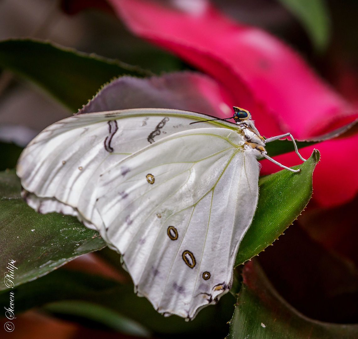 Morpho Polyphemus "White" Taken from the Butterfly Exhibit Tucson Arizona 2014 Morpho peleides,Peleides Blue Morpho