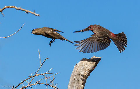 Together in Flight The female finch is seemingly playing hard to catch or is she simply playing follow me to entice play! Carpodacus mexicanus,Geotagged,House Finch,United States