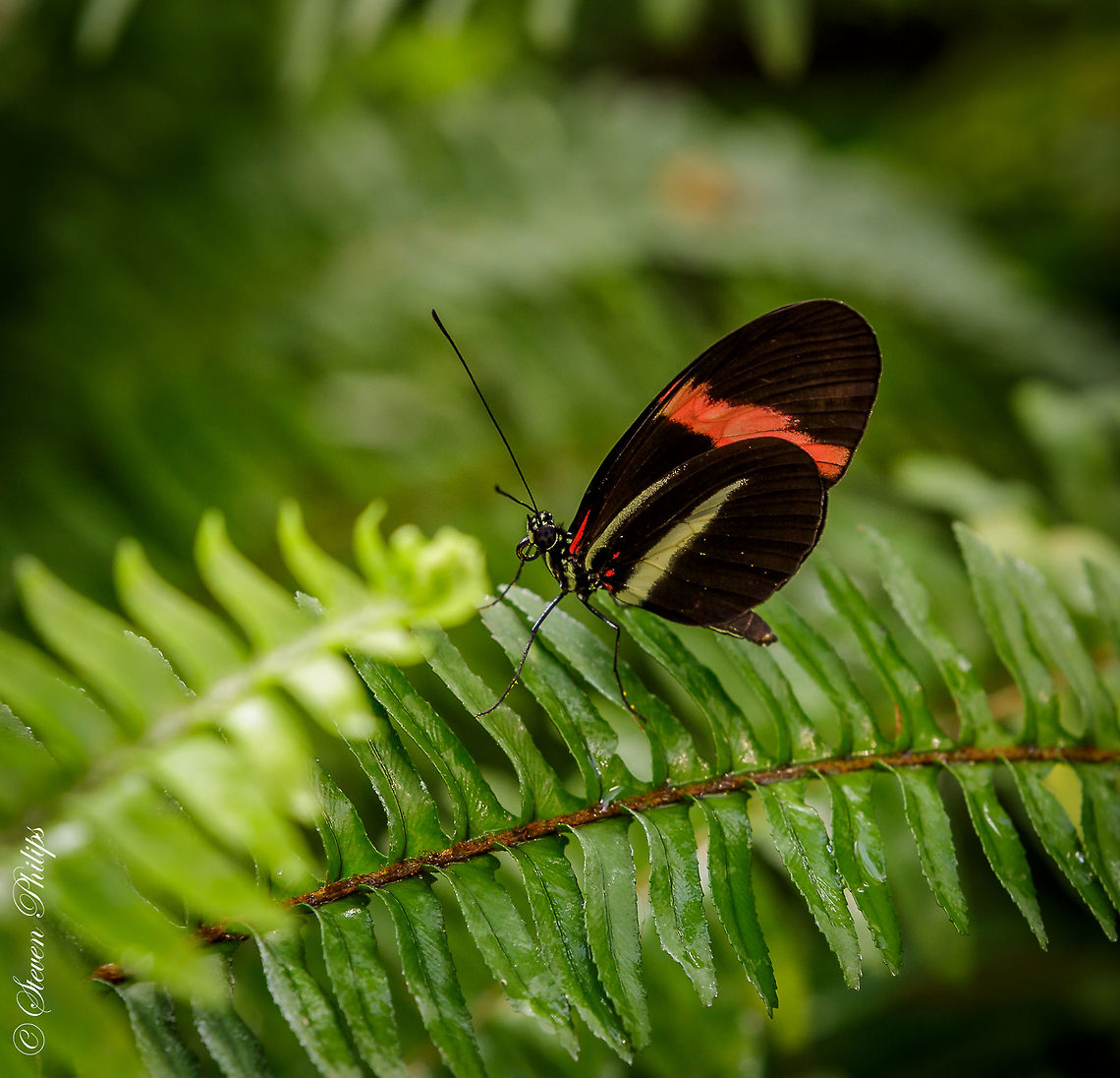 heliconius New hybrid:<br />
<br />
The sci&shy;en&shy;tists in&shy;ter&shy;bred He&shy;li&shy;co&shy;nius cydno, which is black with white and yel&shy;low marks, with H. mel&shy;pom&shy;e&shy;ne, which is black with red, yel&shy;low and or&shy;ange marks. <br />
<br />
The out&shy;come was H. heurippa, an&shy;oth&shy;er spe&shy;cies, they found. A mix of the first two in both its ge&shy;nome and wing pat&shy;tern, H. heurippa al&shy;so oc&shy;curs nat&shy;u&shy;ral&shy;ly. Common postman,Heliconius melpomene