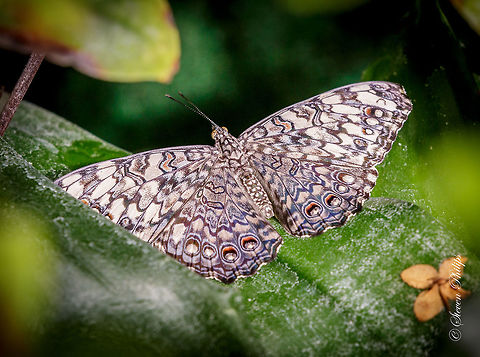 Hamadryas ferentina "Cracker Butterfly" From the Butterfly Exhibit Tucson Botanical Gardens 2014