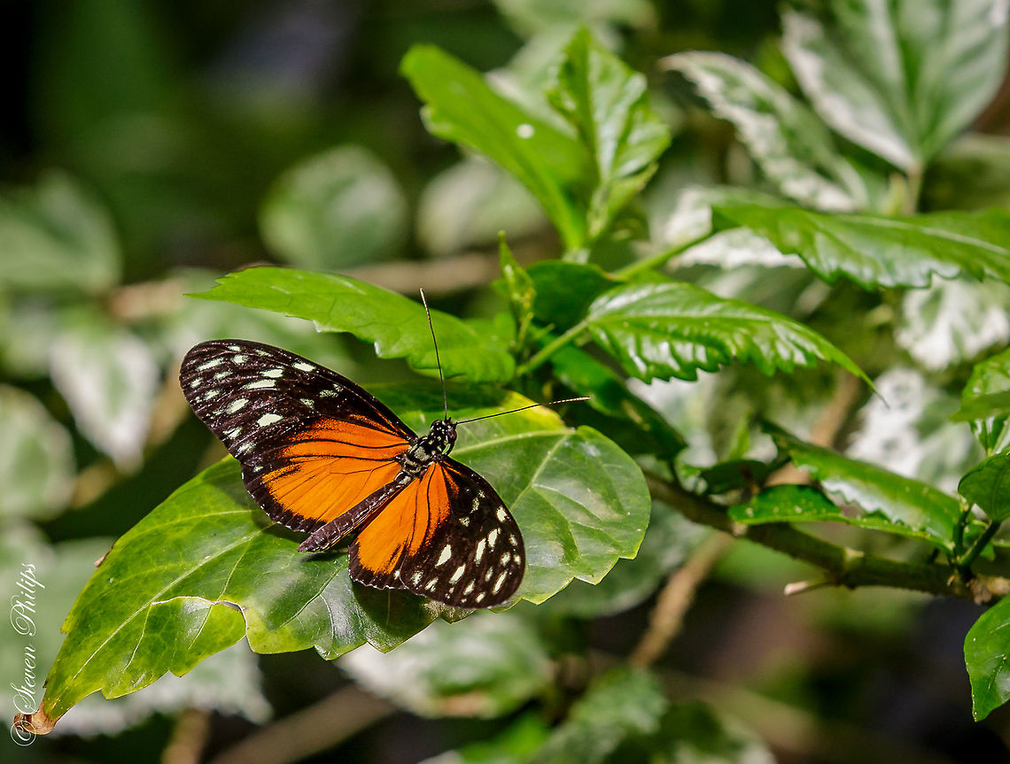 Passion-Vine Heliconius hecale From the Butterfly Exhibit Tucson Botanical Gardens 2014 Heliconius hecale,Tiger Longwing