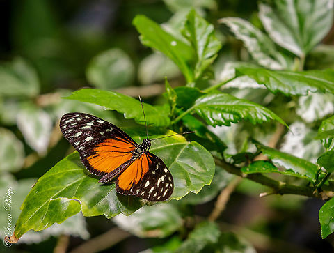 Passion-Vine Heliconius hecale From the Butterfly Exhibit Tucson Botanical Gardens 2014 Heliconius hecale,Tiger Longwing