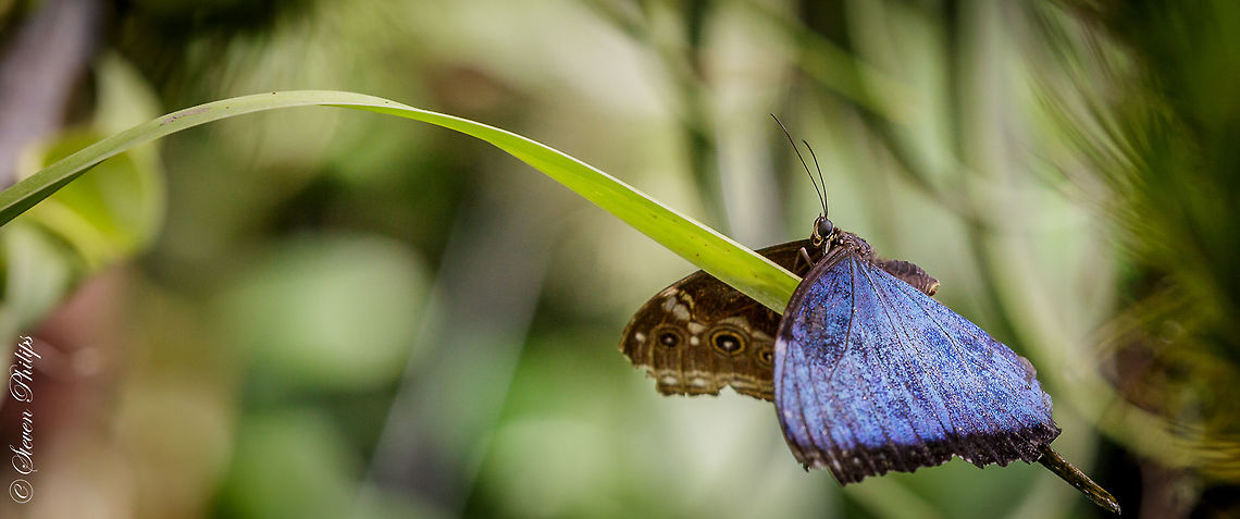 Helenor Morpho Taken at the Butterfly Exhibit Tucson Botanical Gardens 2014 Helenor Morpho,Morpho helenor