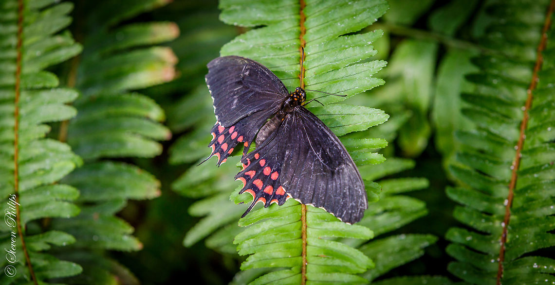 Papilio rogeri (Mexico) Taken at the Tucson Botanical Gardens Butterfly Exhibit 2014 Papilio rogeri,Pink-spotted Swallowtail