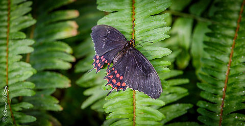 Papilio rogeri (Mexico) Taken at the Tucson Botanical Gardens Butterfly Exhibit 2014 Papilio rogeri,Pink-spotted Swallowtail