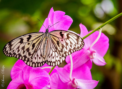 Paper Kite Butterfly Taken at the Butterfly Exhibit Tucson Botanical Gardens 2014 Idea leuconoe,Paper Kite