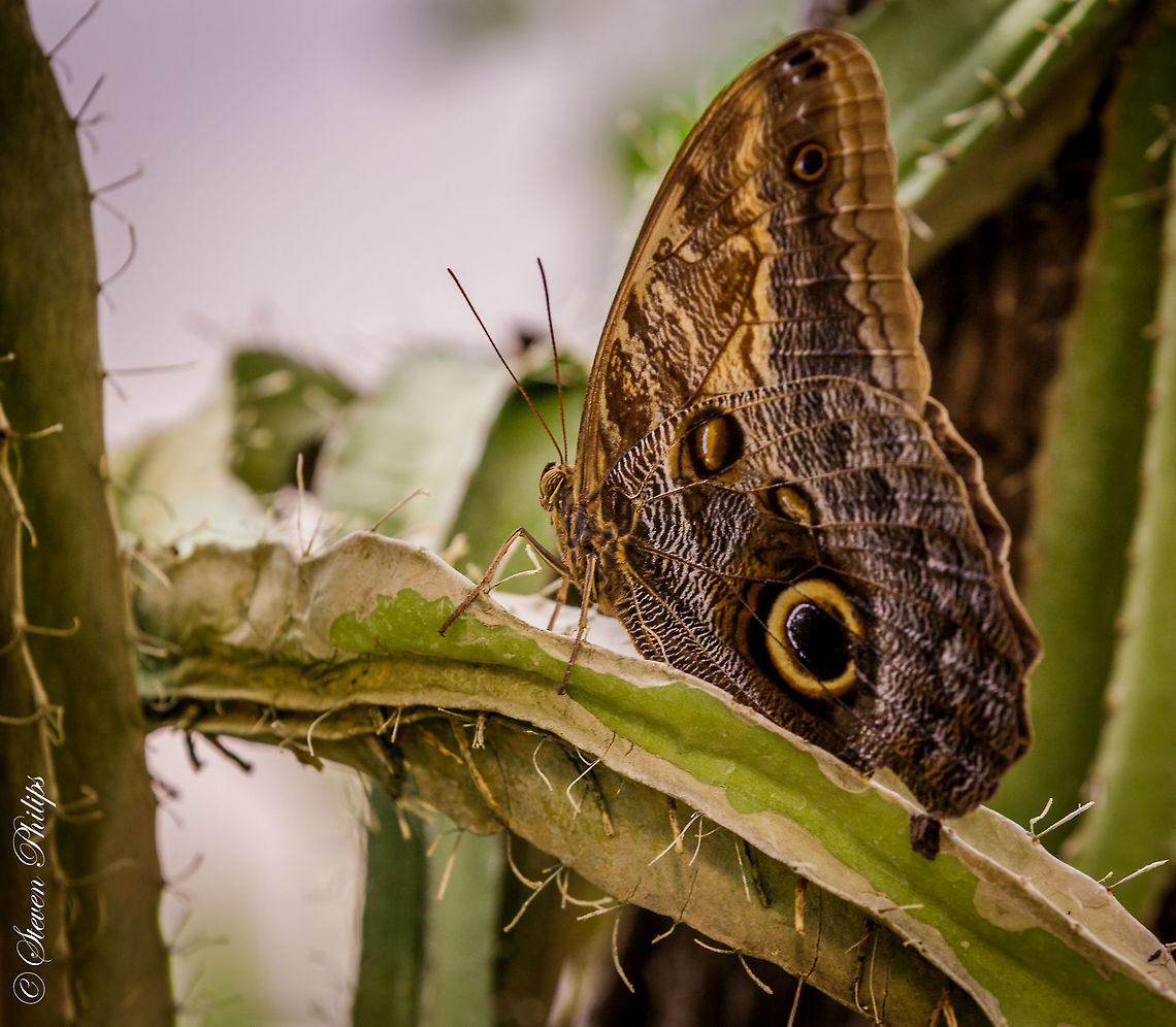 Owl Butterfly Taken at the Butterfly Exhibit Tucson Botanical Gardens 2014 Caligo eurilochus,Forest Giant Owl