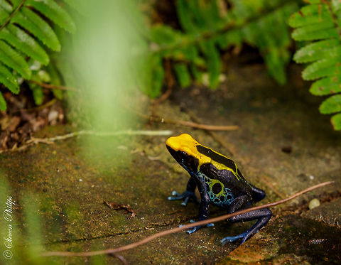 Sira Dart Frog (Poison Dart Frog) Taken at the Butterfly Exhibit Tucson Botanical Gardens 2014 Dendrobates leucomelas,Dendrobates tinctorius,Dyeing dart frog,Ranitomeya sirensis,Sira poison dart frog,Yellow-banded Poison Dart Frog