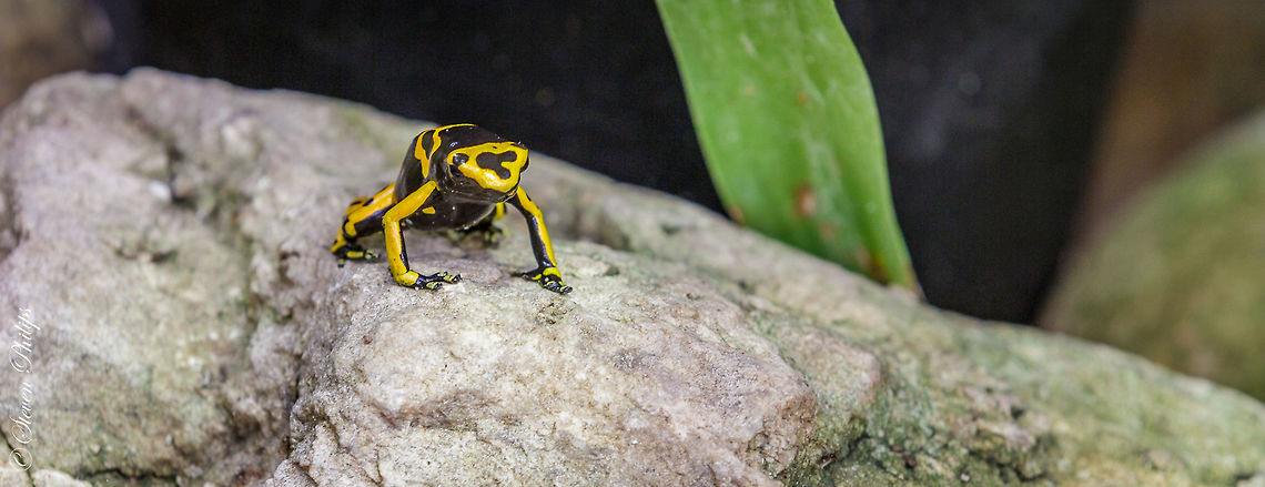 Yellow Banded Poison Dart Frog Taken at the Tucson Botanical Gardens Butterfly Exhibit 2014 Dendrobates leucomelas,Yellow-banded Poison Dart Frog