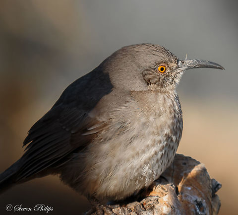 Curved Bill Thrasher This is a Curved Bill Thrasher common to the Arizona Desert. Not yet identified on this site. Curve-billed thrasher,Toxostoma curvirostre