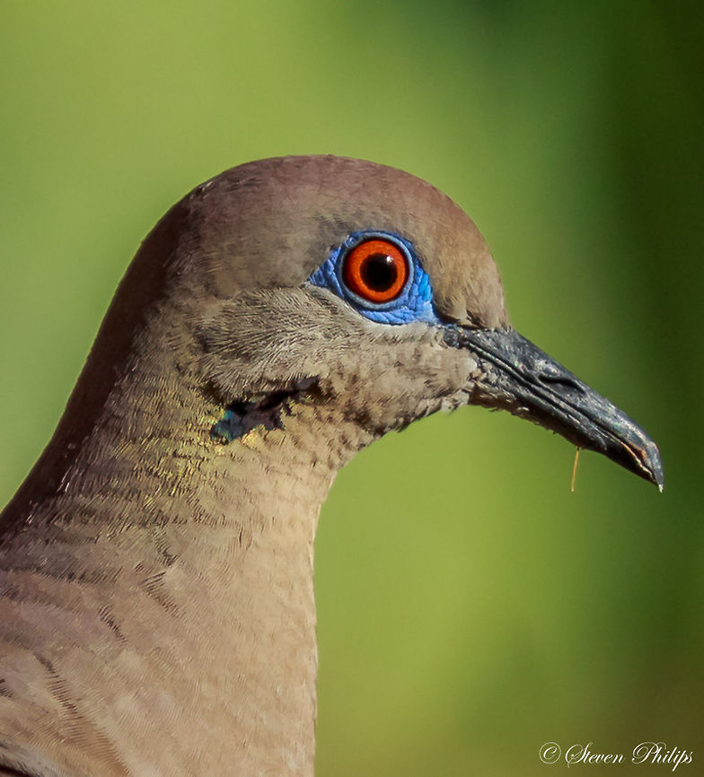 Beauty is sometimes only found in the "eyes" White-winged dove are not normally considered a beautiful bird. I could not help but think that I personally have been missing something by not taking a closer look! Zenaida asiatica,white-winged dove