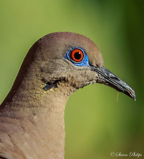 Beauty is sometimes only found in the "eyes" White-winged dove are not normally considered a beautiful bird. I could not help but think that I personally have been missing something by not taking a closer look! Zenaida asiatica,white-winged dove