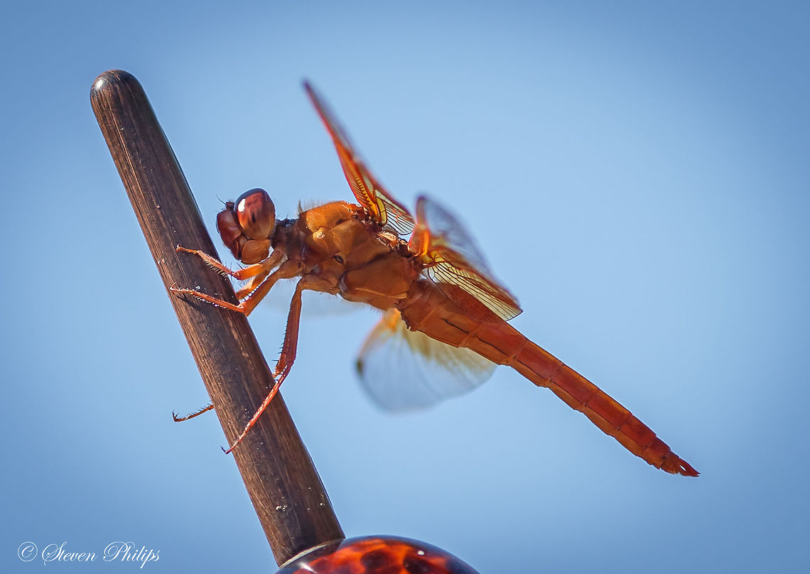Flame Skimmer Trying to blend in this Flame Skimmer was waiting for a female to drop her eggs (another image in my post) to fertilize her before she dropped. Quite amazing to witness. Flame skimmer,Libellula saturata