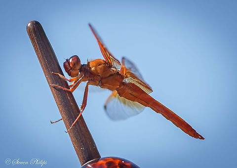 Flame Skimmer Trying to blend in this Flame Skimmer was waiting for a female to drop her eggs (another image in my post) to fertilize her before she dropped. Quite amazing to witness. Flame skimmer,Libellula saturata