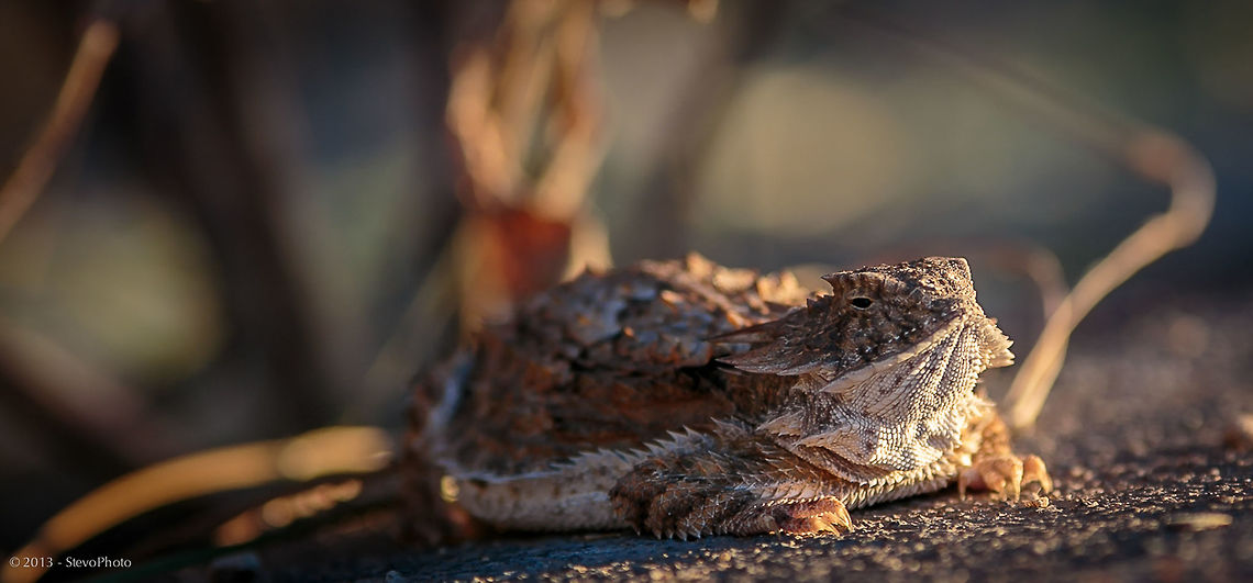 Horned Lizard basking in the morning sun Arizona is home to this ant eating lazy lizard Phrynosoma cornutum,Phrynosoma solare,Regal horned lizard,Texas horned lizard