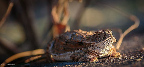 Horned Lizard basking in the morning sun Arizona is home to this ant eating lazy lizard Phrynosoma cornutum,Phrynosoma solare,Regal horned lizard,Texas horned lizard