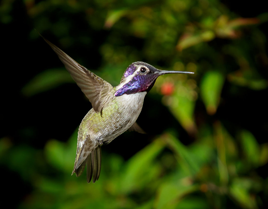 Lucifer in Flight A nice image of the full hood in color.  Calothorax lucifer,Lucifer sheartail