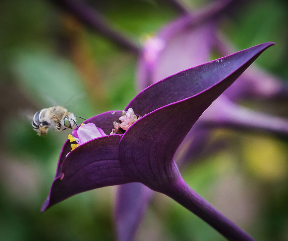 Digger Bee Centris pallida Reference to new bee to JungleDragon:<br />
<a href="http://arizonabeetlesbugsbirdsandmore.blogspot.com/2011/05/centris-bees-bean-tree-polinators.html" rel="nofollow">http://arizonabeetlesbugsbirdsandmore.blogspot.com/2011/05/centris-bees-bean-tree-polinators.html</a> Centris pallida