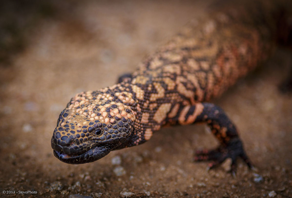 Gila Monster of Arizona Almost looks like this 2' guy is smiling at the camera... I like it "CHEERS" Gila Monster,Heloderma suspectum