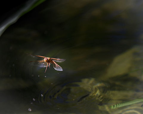 Female dropping fertilized eggs in a water hole The male was perched on an artificial cat tail as seen in my gallery here. They mate in mid-air then the female drops the eggs immediately into the pool of water. The males fight for territory but will wait and mate with several females as they approach the water hole. Flame skimmer,Libellula saturata