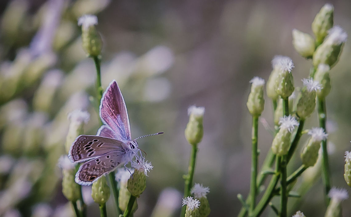 Reakirt's Blue Beautiful soft butterfly. This one was found in the Arizona Desert. Brephidium exilis,Hemiargus isola,Reakirts Blue