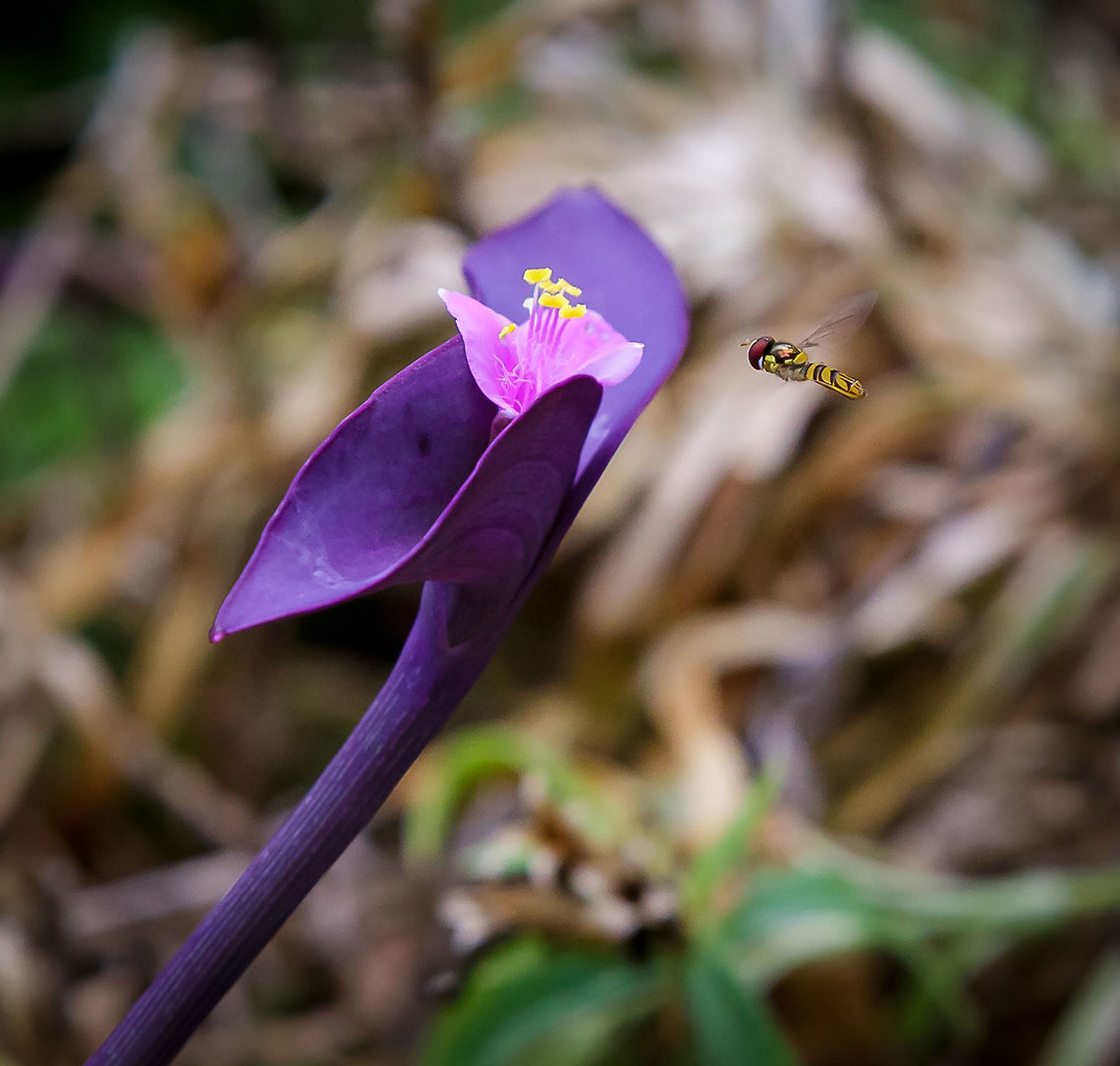 Wandering Jew along with a Allograpta obliqua Hoverfly - "hovering" In Flight This &quot;Tradescantia pallida&quot; (<a href="http://en.wikipedia.org/wiki/Tradescantia_pallida)" rel="nofollow">http://en.wikipedia.org/wiki/Tradescantia_pallida)</a> plant is attracting a Hoverfly that is being true to its name &quot;hovering&quot; on its way to get nectar which adults require to survive. The Hoverfly is specifically a Allograpta obliqua. Allograpta obliqua,Tradescantia pallida