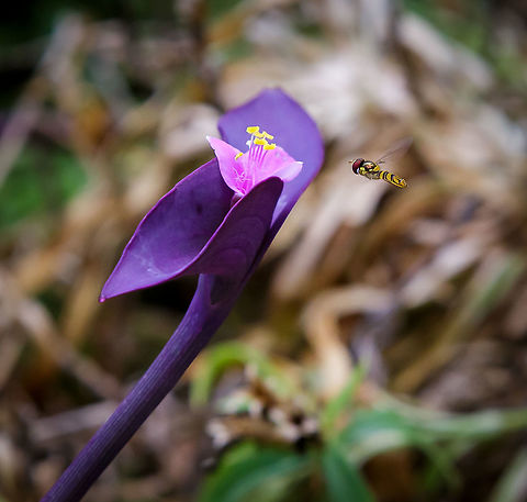 Wandering Jew along with a Allograpta obliqua Hoverfly - "hovering" In Flight This "Tradescantia pallida" (http://en.wikipedia.org/wiki/Tradescantia_pallida) plant is attracting a Hoverfly that is being true to its name "hovering" on its way to get nectar which adults require to survive. The Hoverfly is specifically a Allograpta obliqua. Allograpta obliqua,Tradescantia pallida