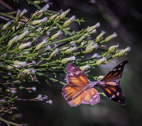 American Snout A common Arizona (American) butterfly seen top and bottom in one shot! American snout butterfly,Euptoieta hegesia,Libytheana carinenta,Mexican Fritillary