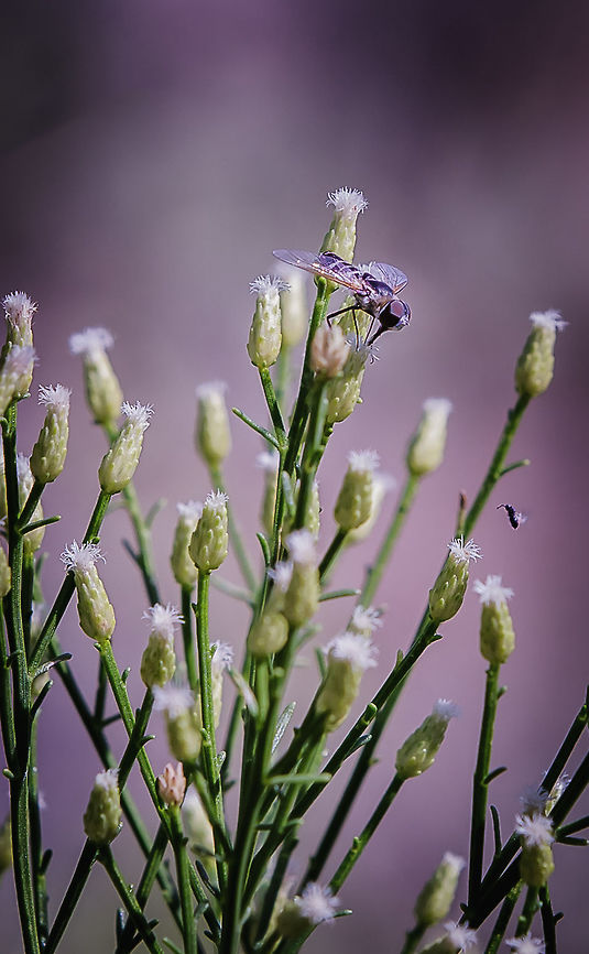 Desert broom visited by a Bombyliidae "Small Bee Fly" I couldn't identify the bee fly so I am referencing the foliage Baccharis sarothroides,bee fly