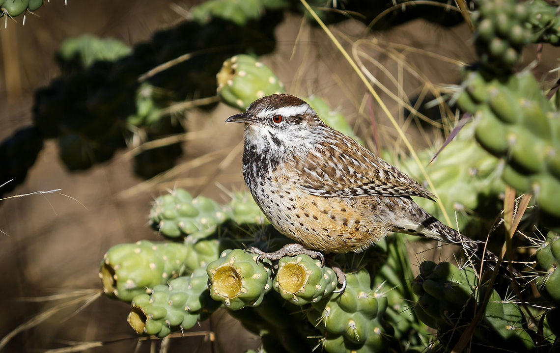 Cactus Wren Arizona State Bird in its natural habitat Cactus wren,Campylorhynchus brunneicapillus