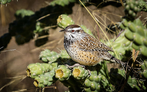 Cactus Wren Arizona State Bird in its natural habitat Cactus wren,Campylorhynchus brunneicapillus