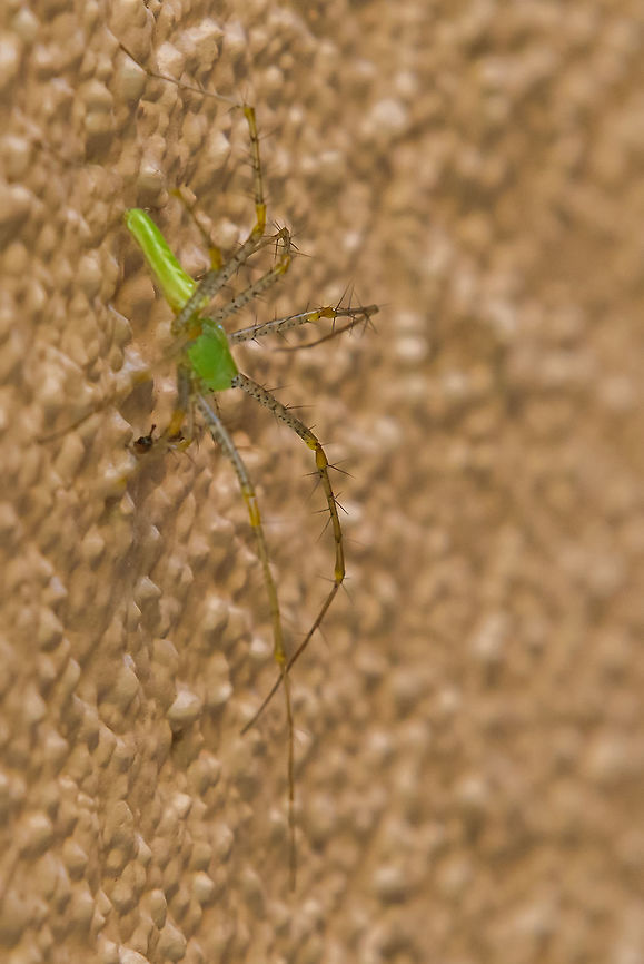 Green Lynx Spider eating a small red ant To give you an idea of how small this guy is look closely at the ant he has captured in his mouth. Amazingly tiny, I am not sure how I even noticed it on the wall. Green lynx spider,Peucetia viridans