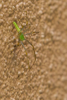 Green Lynx Spider eating a small red ant To give you an idea of how small this guy is look closely at the ant he has captured in his mouth. Amazingly tiny, I am not sure how I even noticed it on the wall. Green lynx spider,Peucetia viridans