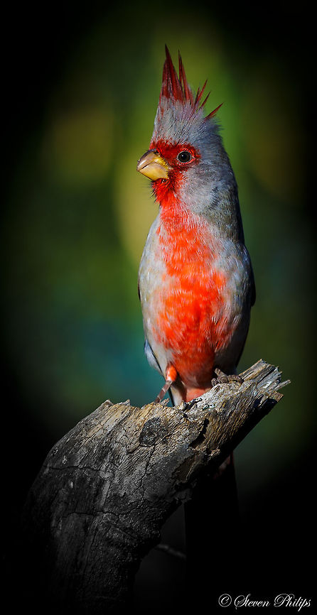 Pyrrhuloxia A wild Pyrrhuloxia in the Arizona Desert. Cardinalis sinuatus,Desert Cardinal