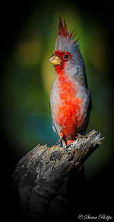 Pyrrhuloxia A wild Pyrrhuloxia in the Arizona Desert. Cardinalis sinuatus,Desert Cardinal