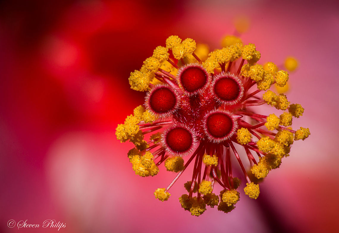 Macro hibiscus stigma This macro shot was taken and stack focused with 16 slices. The resulting image with amazing detail was left with just the right DOF to achieve the perfect floating stigma and antlers in perfect focus. Chinese hibiscus,Geotagged,Hibiscus rosa-sinensis,United States