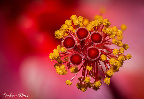 Macro hibiscus stigma This macro shot was taken and stack focused with 16 slices. The resulting image with amazing detail was left with just the right DOF to achieve the perfect floating stigma and antlers in perfect focus. Chinese hibiscus,Geotagged,Hibiscus rosa-sinensis,United States