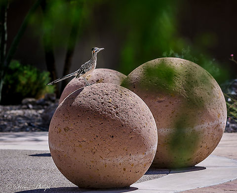 Arizona Greater Roadrunner urban jungle This roadrunner was at home in a common area within a community development. Geococcyx californianus,Greater Roadrunner
