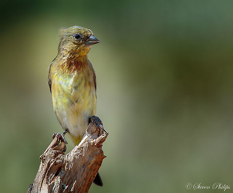 House Goldfinch Not 100% confident in the species ID. If someone has a better designation please let me know. Photo was taken in the fall in southern Arizona. Carpodacus mexicanus,House Finch