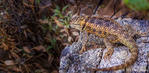 Sceloporus magister Spiny Lizard from the Arizona desert.