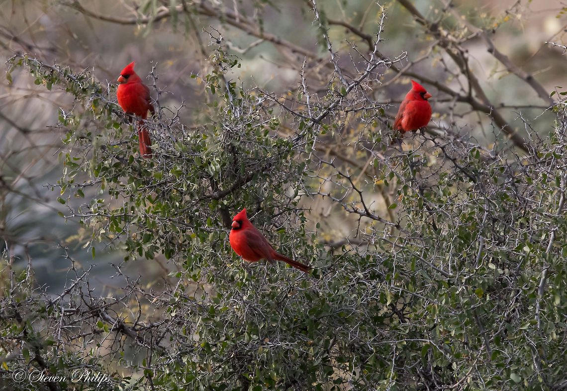 three brothers Normally Cardinals are solitary birds. During winter months before mating season they tend to flock together in family units. Although these were seen frequently in this area this was the first time I ever witnessed them in a group. Cardinalis cardinalis,Northern Cardinal