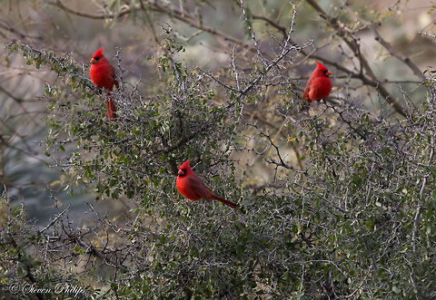 three brothers Normally Cardinals are solitary birds. During winter months before mating season they tend to flock together in family units. Although these were seen frequently in this area this was the first time I ever witnessed them in a group. Cardinalis cardinalis,Northern Cardinal
