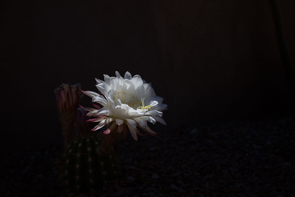 Big Bertha Cactus Bloom This bloom was taken as the sun was setting creating a glow on the bloom while casting a shadow across the background. A unique lighting situation that took 2 hours of anticipation (not sure if the angle was going to work out) and waiting for the exact moment to take the shot. Echinopsis spachiana,big bertha