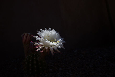 Big Bertha Cactus Bloom This bloom was taken as the sun was setting creating a glow on the bloom while casting a shadow across the background. A unique lighting situation that took 2 hours of anticipation (not sure if the angle was going to work out) and waiting for the exact moment to take the shot. Echinopsis spachiana,big bertha