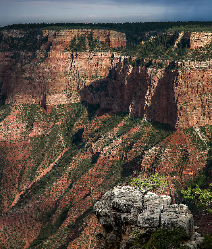 Embracing Solitude This Juniper has one of the best seats in the house overlooking the south rim of the Grand Canyon. Grand Canyon,Juniperus osteosperma
