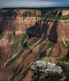 Embracing Solitude This Juniper has one of the best seats in the house overlooking the south rim of the Grand Canyon. Grand Canyon,Juniperus osteosperma