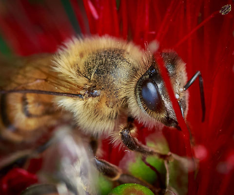 Simple honey bee up close and personal Open full screen to see how much intricacy there really is here. It is amazing!! Apis mellifera,Geotagged,United States,Western honey bee